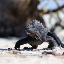 Iguana marina caminando por la playa de Tortuga Bay, con manglares de fondo.