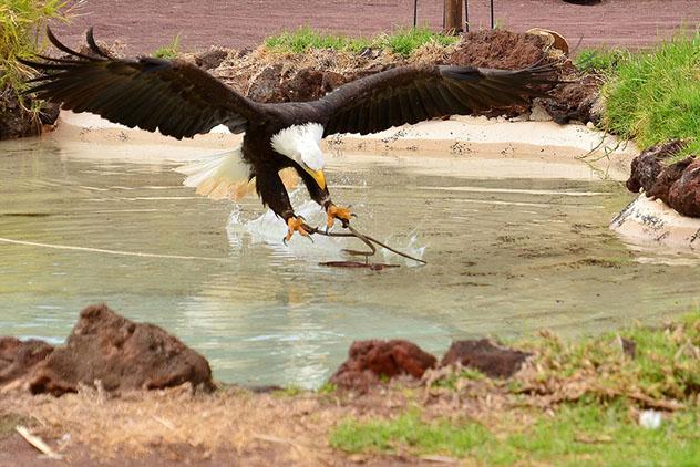 Oasis Park, Fuerteventura, Canarias, España © Dirk Vorderstrasse / Flickr