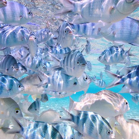 Peces de colores, buceo en Rarotonga, Islas Cook