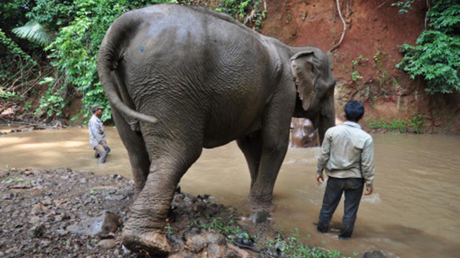 Pasear en elefante, Camboya