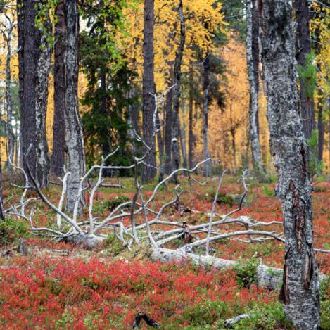 Parque Nacional de Urho Kekkonen, Laponia, Finlandia