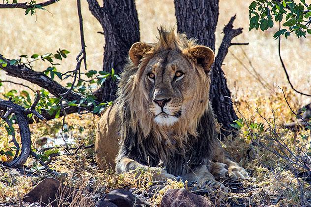 Turismo sostenible: sostenibilidad. Grootberg Lodge organiza safaris fotográficos, Namibia