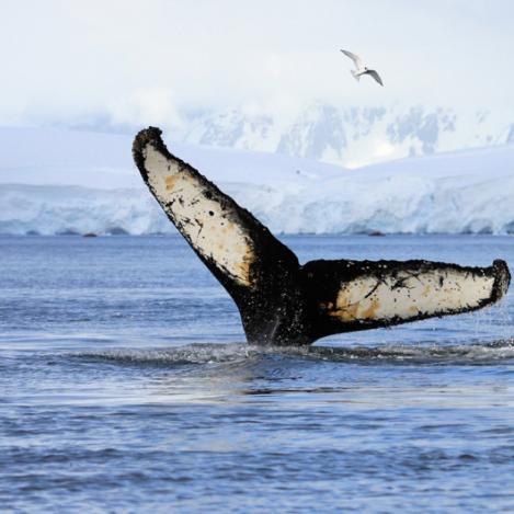 Avistamiento de ballenas en la Antártida