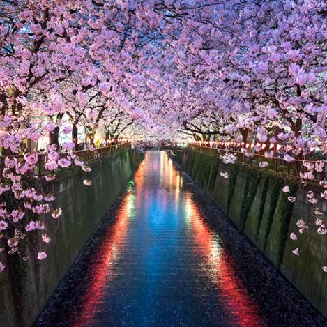 Río Meguro, Tokio, Japón