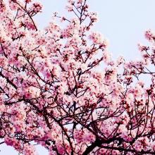 Hanami, Japón