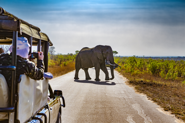 Elefante en el parque Naciona Kruger. © WitR / Shutterstock