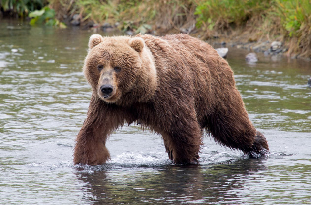 Un oso pardo cruzando un arroyo, Alaska, EE UU © Warren Metcalf / Shutterstock