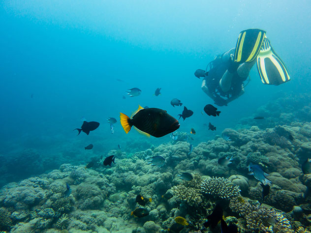 Diving in the Middle East: the Red Sea, Jeddah, Saudi Arabia