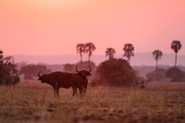 Búfalos en Liwonde