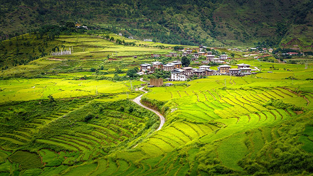 Viajar a Bután: arrozales del valle de Punakha