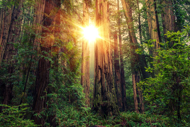 Pasear por Redwood, un bosque de árboles gigantes en la costa norte de California, EEUU © welcomia / Shutterstock