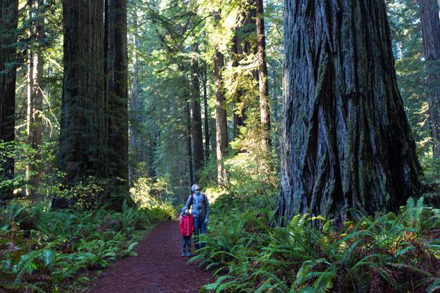 La terapia de bosques se ha popularizado por todo el mundo, y las secuoyas gigantes son terapeutas perfectas, Costa Norte, California, EE UU © Aleksei Potov / Shutterstock