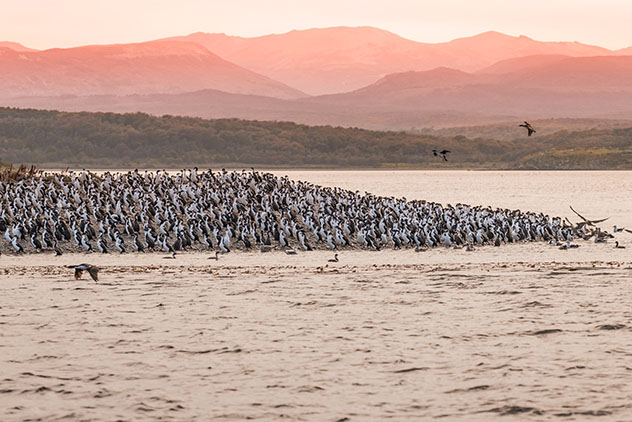 Colonia de cormoranes en el Canal de Beagle, Patagonia, Chile © Oleg Senkov / Shutterstock