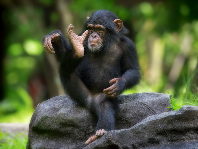 Los humanos comparten casi el 99% del ADN con los chimpancés © Kjersti Joergensen / Shutterstock