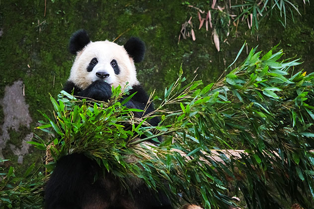 Los numerosos centros de cría y reservas naturales de Sìchuān hacen de esta provincia uno de los mejores lugares de China para ver pandas © Akkharat Jarusilawong / Shutterstock
