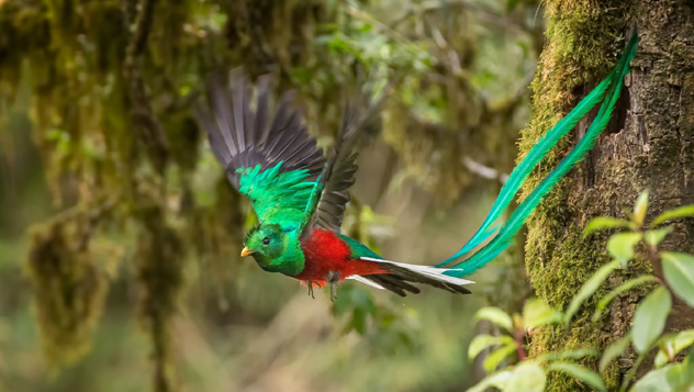 Quetzal, Costa Rica © mallardg500 / Getty Images 