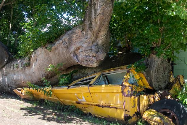 Baobab que cayó y aplastó un autobús. ©Michael Lees/Lonely Planet