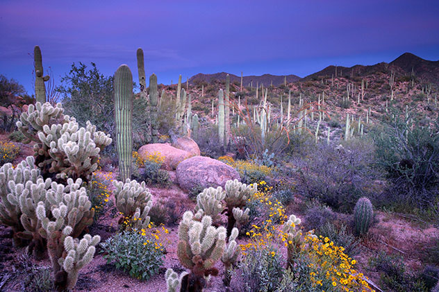 Cactus saquaro del estado de Arizona, Estados Unidos