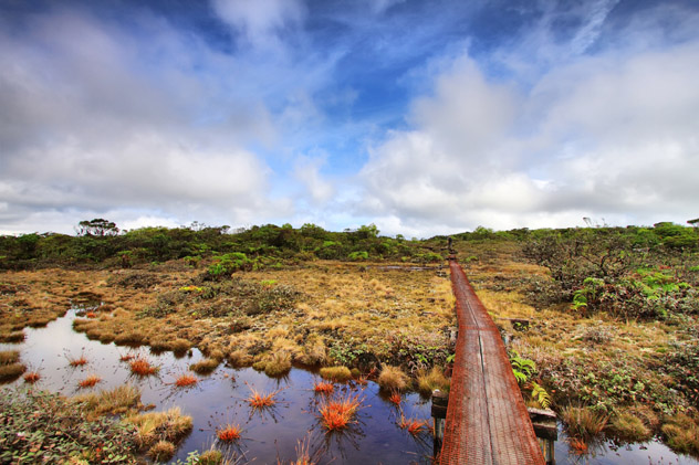Alaka'i Swamp, Hawái, EE UU © Marisa Estivill / Shutterstock