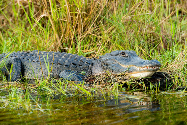 Everglades National Park, Florida, EE UU © Justin Foulkes / Lonely Planet