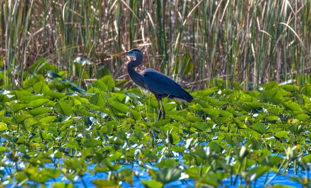 Everglades National Park, Florida, EE UU © Ian Kennedy / Shutterstock