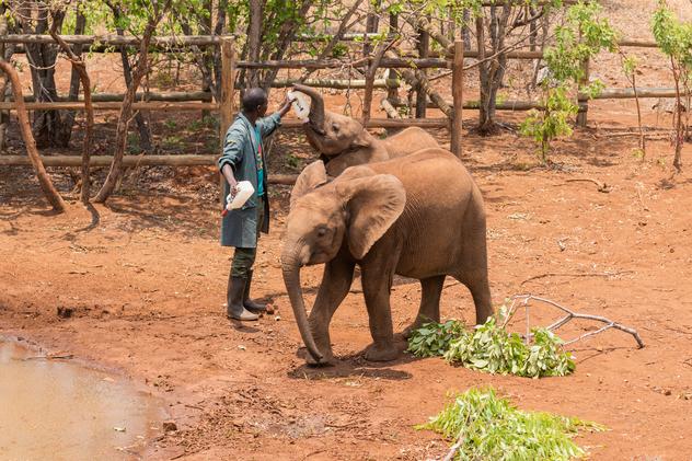 Orfanato de elefantes en Zambia © Jason Mulikita/Lonely Planet