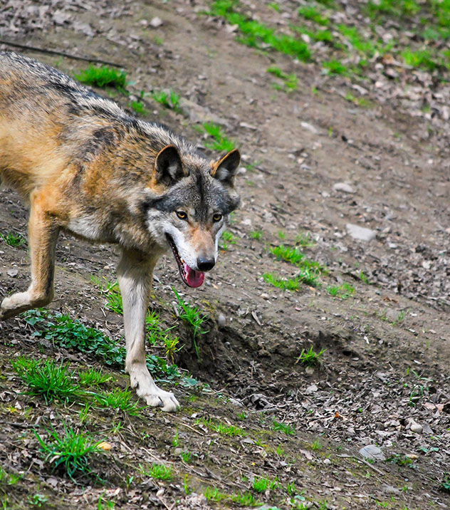 El lobo europeo es uno de los principales depredadores del Alto Tatra, Eslovaquia © Marek Rybar / Shutterstock