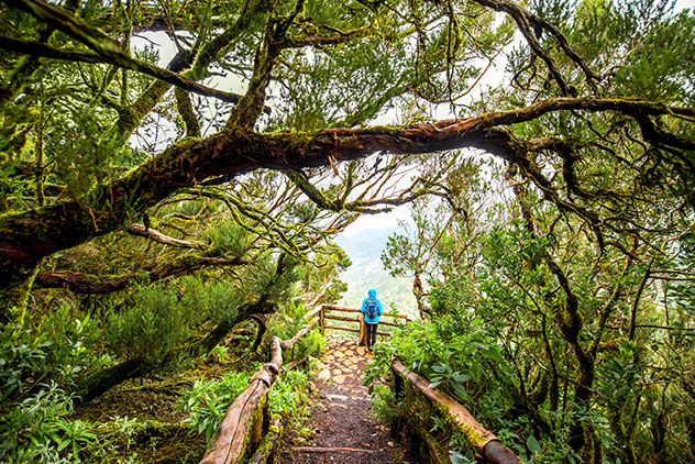 Parque Nacional Garajonay, La Gomera, Canarias, España © RossHelen / Shutterstock