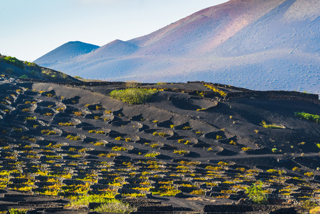 Sugerentes pinceladas de color motean la sinuosa tierra volcánica en el valle de La Geria, Lanzarote, Canarias, España © alexilena / Shutterstock