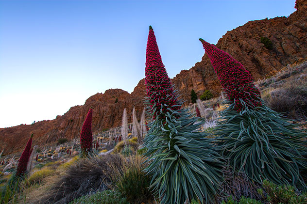 Los tajinastes rojos, presentes en el Parque Nacional del Teide durante la primavera, Tenerife, España © Luife / Shutterstock