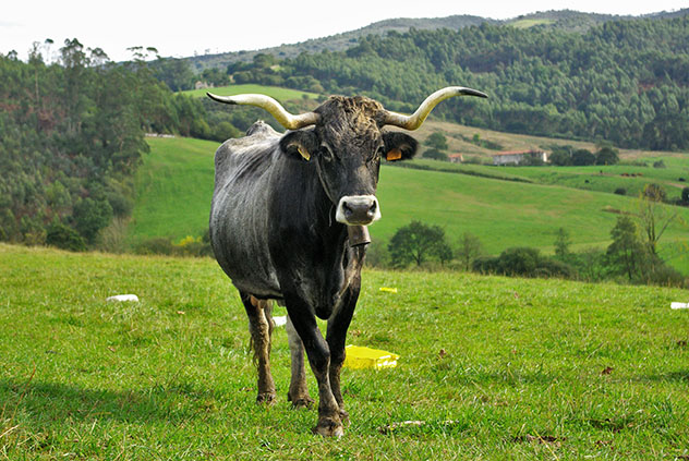Vaca tudanca, gastronomía Cantabria