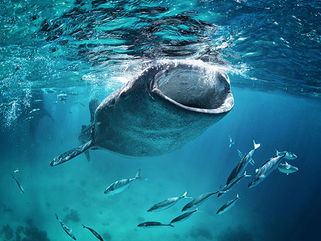 Tiburón ballena en Filipinas. Viaje sostenible Lonely Planet