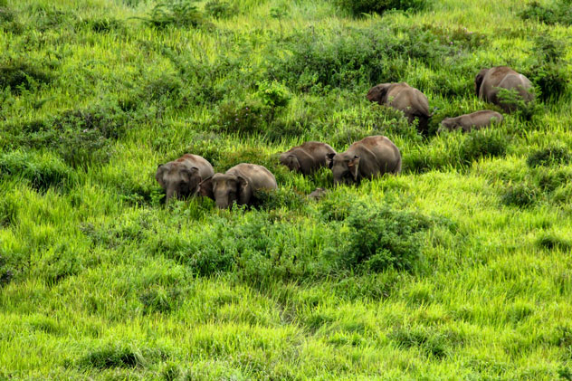 Elefantes en el Parque Nacional Khao Yai ©Bigman365/Getty Images.