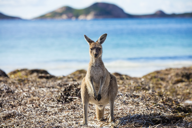 Canguro en la playa. ©seanscott/Getty Images