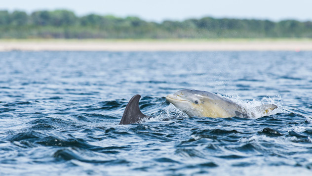 Delfines en el estuario de Moray