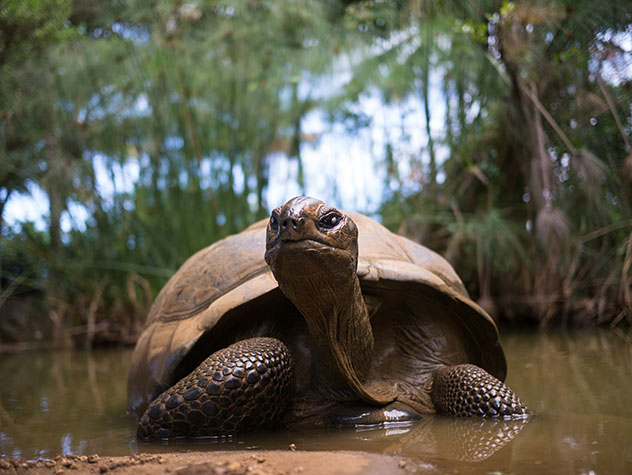 Tortuga gigante en la Île aux Aigrettes © Daniel Harwardt / Shutterstock