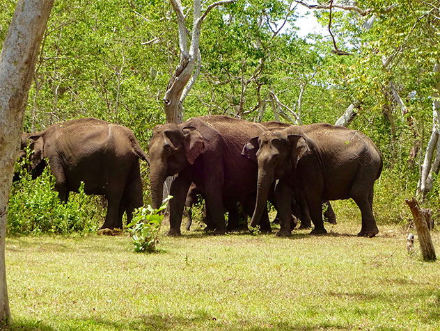 Se puede probar suerte para ver elefantes salvajes en los parques nacionales de los Ghats occidentales, India © Isabella Noble / Lonely Planet