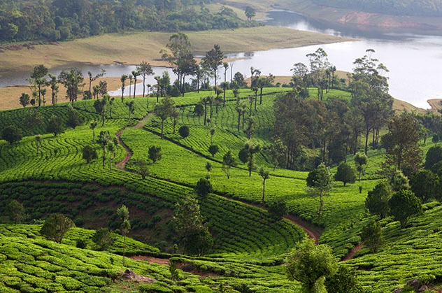 Es buena idea disfrutar de una ruta panorámica guiada entre las plantaciones de la principal zona de cultivo de té de Munnar, Ghats occidentales, India © Zzvet / Shutterstock