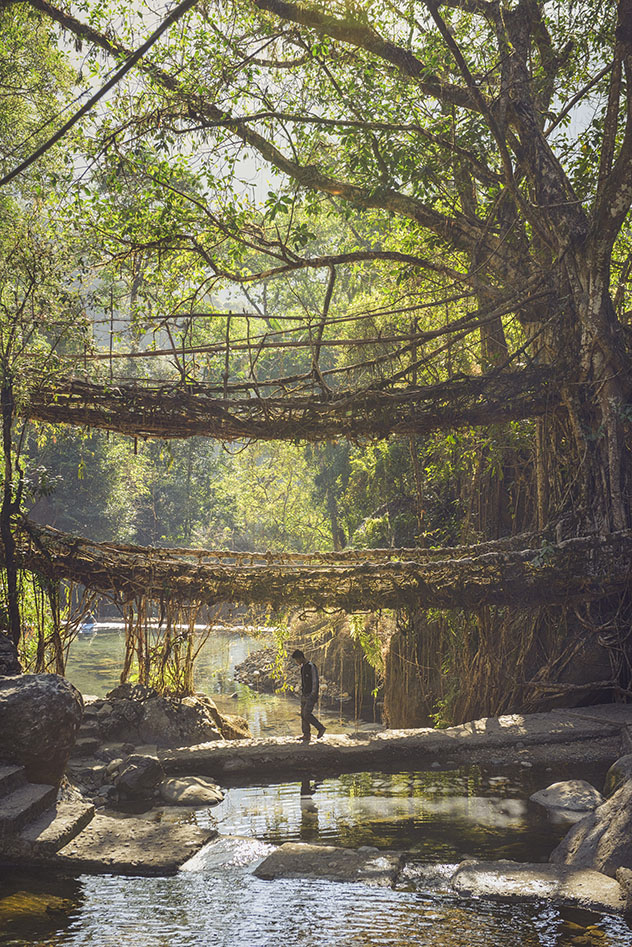 Puentes vivientes de Meghalaya, India: una de las maravillas del mundo