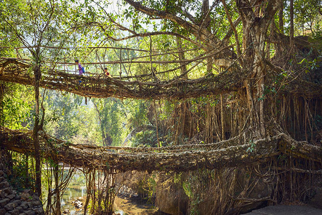 Puentes arbóreos de Meghalaya, Mawsynram y Cherrapunji, India