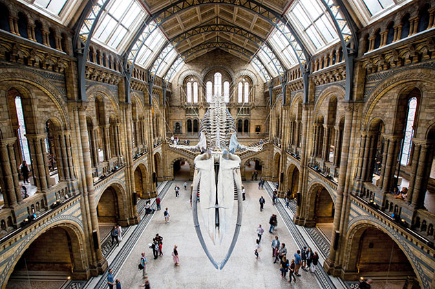 Hope, el esqueleto de ballena azul, Museo de Historia Natural, Londres, Inglaterra © Mark Chilvers / Lonely Planet