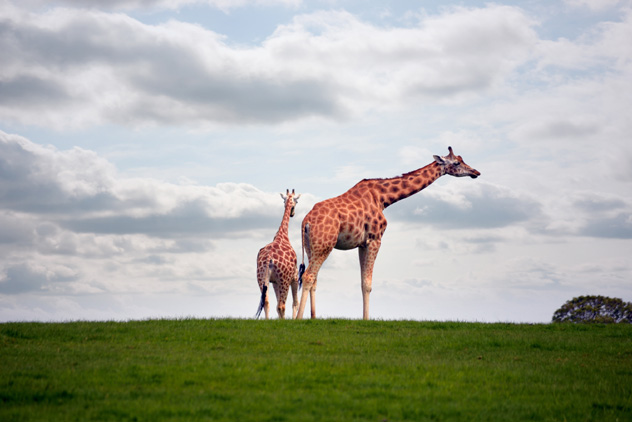 Fota Wildlife Park, condado de Cork, Irlanda © David Morrison / 500px
