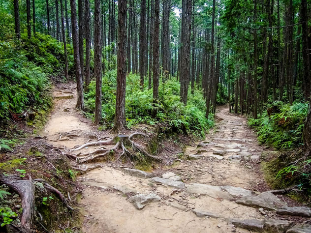 El sendero se bifurca en los bosques del Kumano Kodō, Península de Kii, Japón © Eiko Tsuchiya / Shutterstock