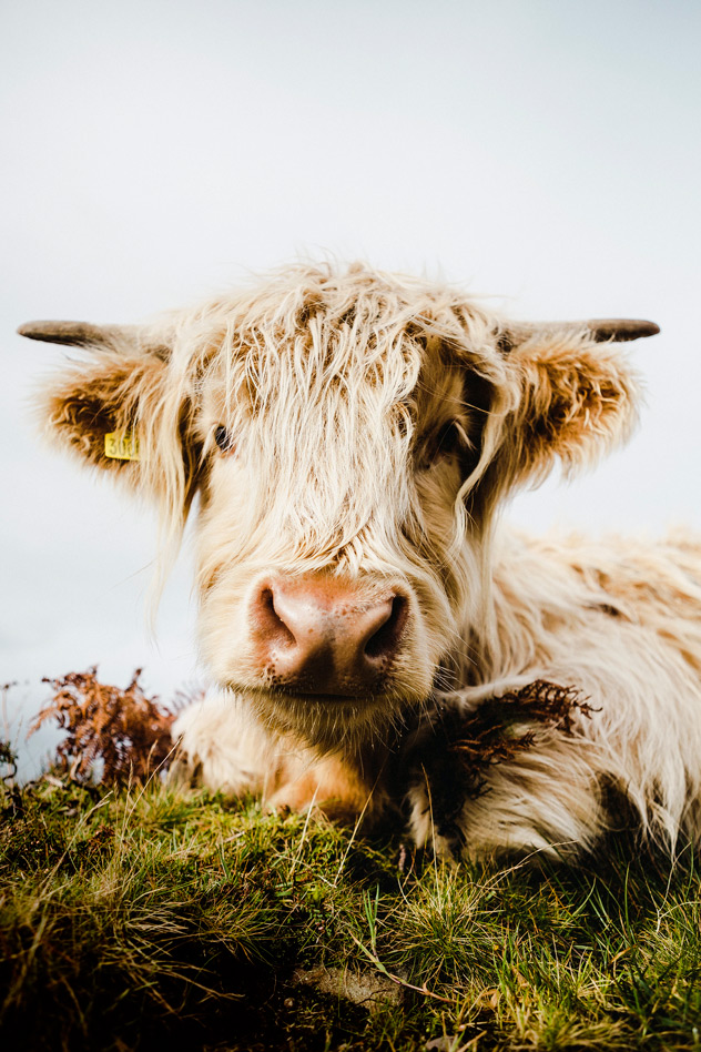 Vaca Hardy de las Highlands