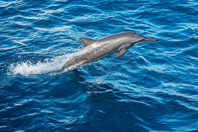 Un delfín acróbata de hocico largo salta sobre el agua, Maldivas © Pete Atkinson / Getty Images