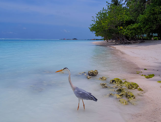 Maldivas © suttirat wiriyanon / Shutterstock