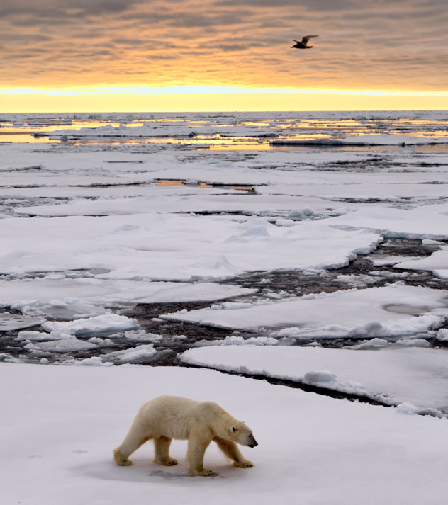 Oso polar en las Islas Svalbard, Noruega © Justinreznick / Getty Images