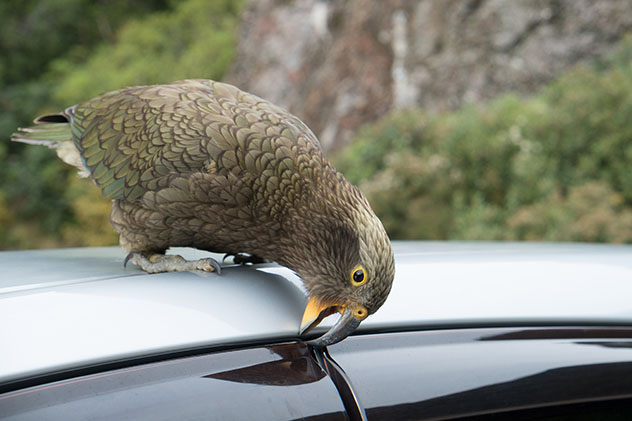 Kea sobre el coche, Canterbury, Isla Sur, Nueva Zelanda © Warut Prathaksithorn / Shutterstock