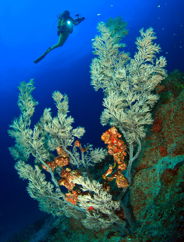 Diving in the Middle East: the Gulf of Oman