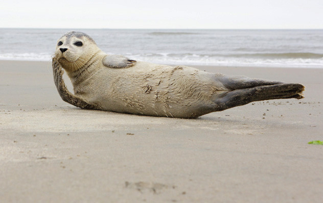 Una foca descansa en la suave arena de Schiermonnikoog, Frisia, Países Bajos © emka74 / Shutterstock